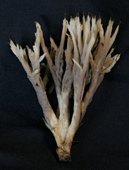 Tremellodendron cladonia