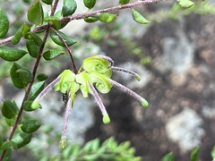 Grevillea mucronulata