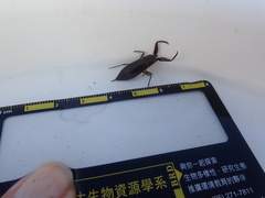 Laccotrephes maculatus