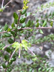 Grevillea mucronulata