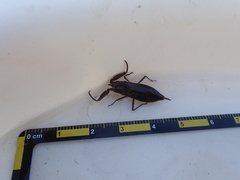 Laccotrephes maculatus