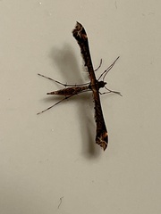Anstenoptilia marmarodactyla