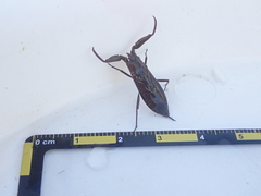 Laccotrephes maculatus