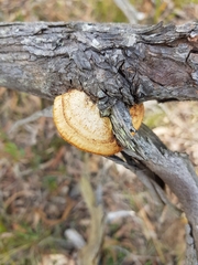 Hexagonia vesparia