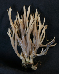 Tremellodendron cladonia