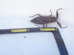 Laccotrephes maculatus