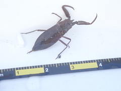 Laccotrephes maculatus