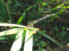 Paracercion v-nigrum