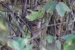 Cistothorus stellaris