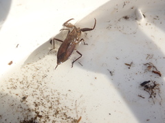 Laccotrephes maculatus