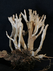 Tremellodendron cladonia