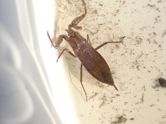 Laccotrephes maculatus