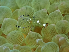 Ancylocaris brevicarpalis