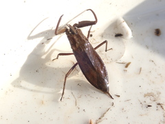 Laccotrephes maculatus