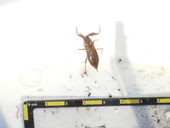 Laccotrephes maculatus