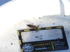 Laccotrephes maculatus