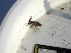 Laccotrephes maculatus