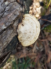 Hexagonia vesparia