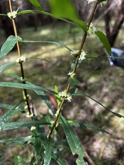 Pimelea axiflora axiflora