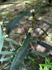 Pimelea axiflora axiflora