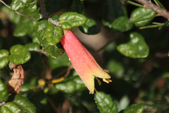 Correa reflexa scabridula