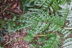 Angiopteris lygodiifolia