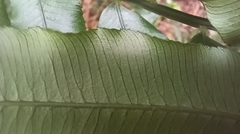 Angiopteris lygodiifolia