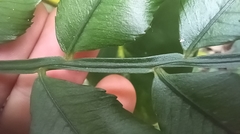 Angiopteris lygodiifolia