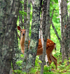 Cervus nippon mantchuricus