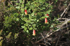 Correa reflexa scabridula