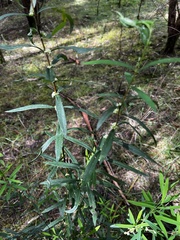 Pimelea axiflora axiflora