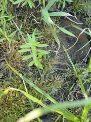 Fimbristylis