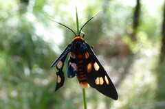 Amata humeralis