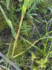 Fimbristylis