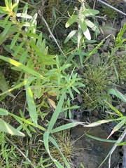 Fimbristylis
