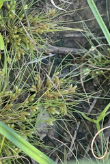 Fimbristylis