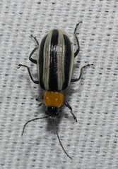 Acalymma trivittatum