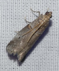 Acrobasis comptella