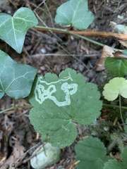 Phytomyza tiarellae