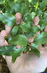 Pterophylla racemosa