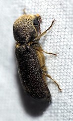 Amphicerus cornutus