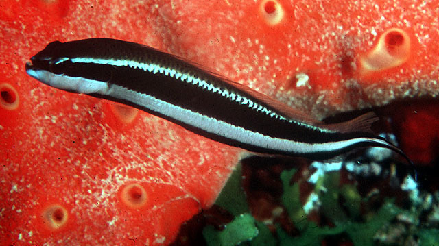 Striped Dottyback