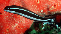 Striped Dottyback photo 1