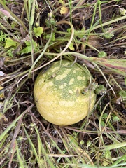 Citrullus amarus