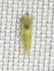 Erythridula