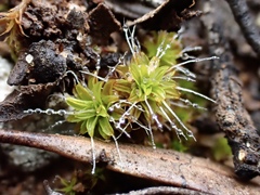Syntrichia