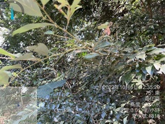 Cinnamomum burmanni