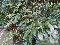 Cinnamomum burmanni