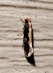 Monopis crocicapitella