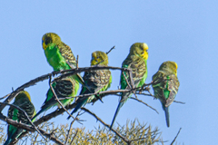 Melopsittacus undulatus